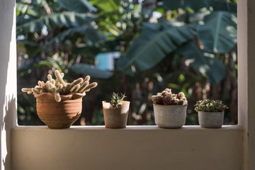 Potted plants on a ledge outside. 