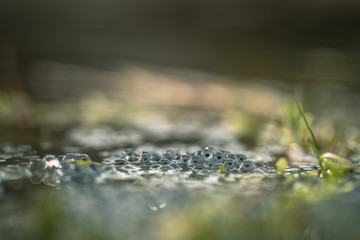 frog eggs