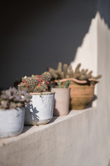 Potted plants on a ledge outside. 