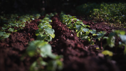 Mint plants in rows in a garden. 
