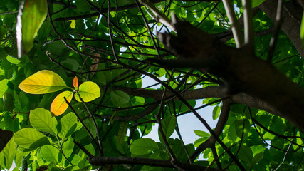 Hojas del árbol