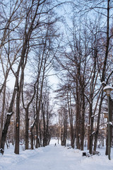 Winter city landscape. Alley of a snowy old park