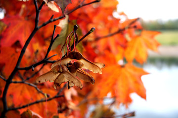 Höstfärger/Lönnlöv