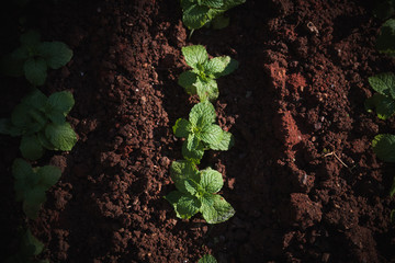 Mint plants in rows in a garden. 
