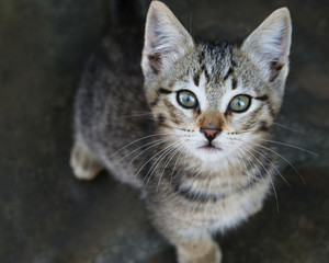 Kitten, Cat, Green Eyes, Pet, Animal, Kitty, Gray Stripe, Vet, Shelter, Cute 