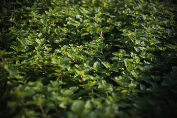 Close up on a yard full of mint plants. 