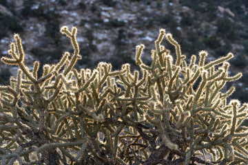 Cholla Cactus in desert