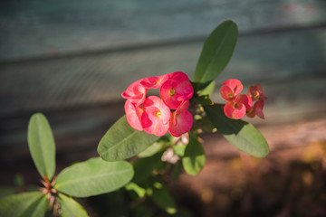 Close up on pink flowers. 