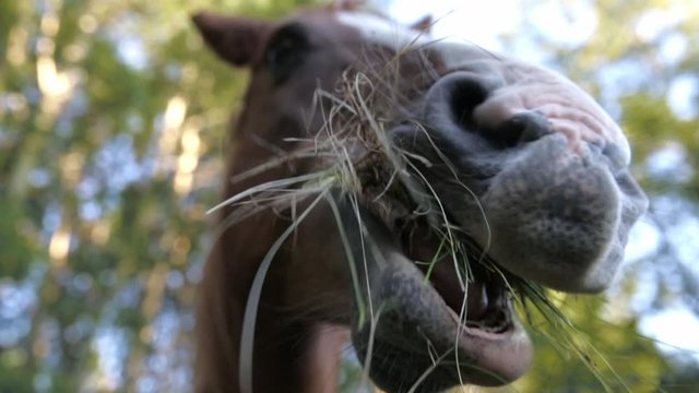 Close Up Of Horse Chewing Grass