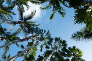 Fototapeta na wymiar palm tree branches