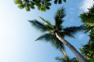 Obraz na płótnie Canvas palm tree in the sky