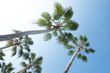 palm tree and blue