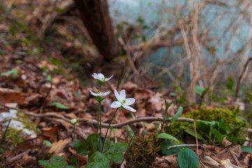 White  wildflowers in the forest