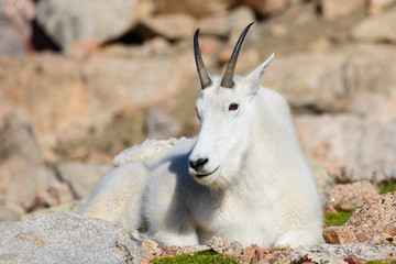 Wild Mountain Goats of the Colorado Rocky Mountains