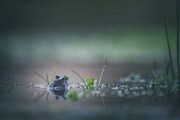 frog in the pond