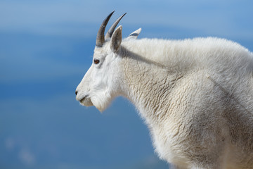Wild Mountain Goats of the Colorado Rocky Mountains