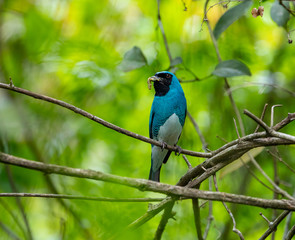 Oiseau bleu