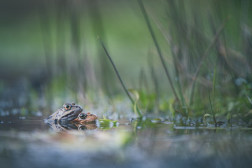 frog in the pond