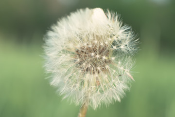 Beautiful whites dandelions on the green grass, spring summer natural image.