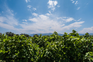 Fototapeta na wymiar Vineyard with Andes mountains in the background. Mendoza, Argentina.