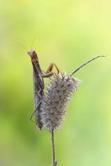European mantis