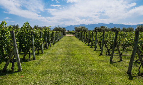 Beautiful view of a plantation of grape-bearing vines with the Andes mountains in the background. Mendoza, Argentina.