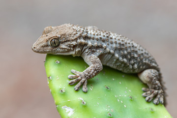 Tarentola mauritanica