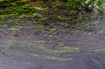 The grass grows in the calm clear water of a mountain river. Green atmospheric natural background.