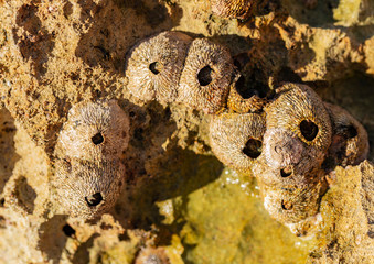 Balanus (Balanomorpha) is a genus of barnacles in the family Balanidae of the subphylum Crustacea.