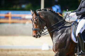 Dressage horse brown under the rider in portraits at a tournament..