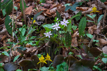 White and yellow wildflowers in the forest