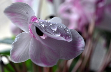 Cyclamen flower close up with a water drops.