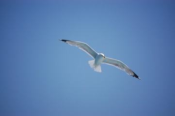 Fototapeta premium Möve