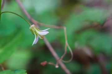 Small yellow and white bell shaped flower on vine