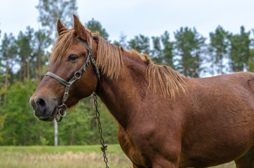 Obraz premium Close-up. One happy horse grazing on an autumn pasture.