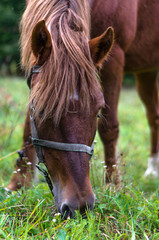 Close-up. One happy horse grazing on an autumn pasture.