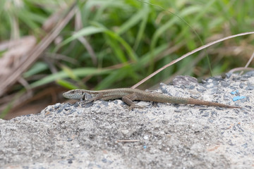 Lizard stands on pebbles in the background high grass, Spain