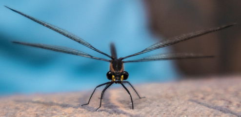 Close up of a dragonfly.