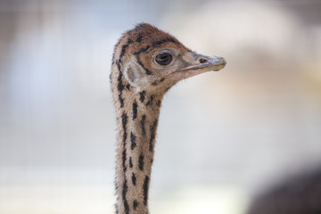 a portrait of a young ostrich chick (Struthio camelus)