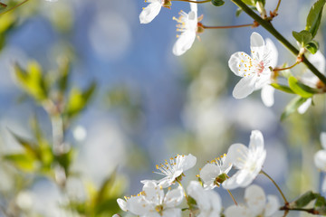 Flowers of cherry plum (prunus cerasifera) on a blue sky in early spring (close up)