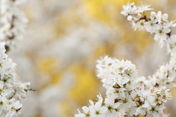 Frame of flowering blackthorn (prunus spinosa) in early spring