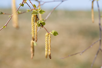 Catkins of flowering birch in early spring