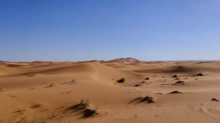 Sand dune with desert plants and interesting shades before desert landscape in Sahara during midday sun, Morocco, Africa