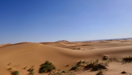 Fototapeta na wymiar Sand dune with desert plants and interesting shades before desert landscape in Sahara during midday sun, Morocco, Africa