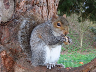 squirrel on tree
