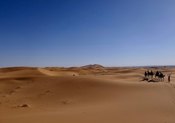 Fototapeta na wymiar Caravan with camels on sand dune before desert landscape in Sahara during midday sun, Morocco, Africa