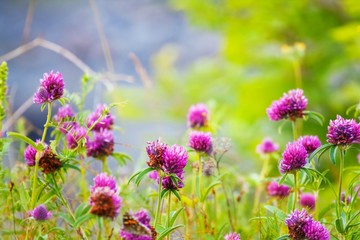 trefoil flowers of zigzag clover, blooming in a farm forb field, soft and pastel colors of a sunny summer midday, blurred background, copy space design postcard