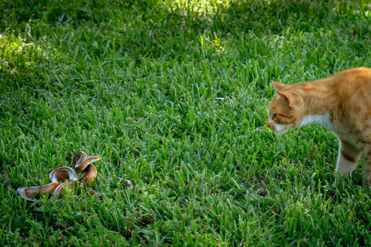 Cat versus Snake