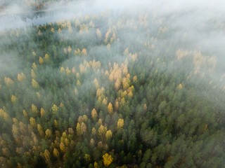 Fototapeta na wymiar Fog hovering over mixed forest in autumn