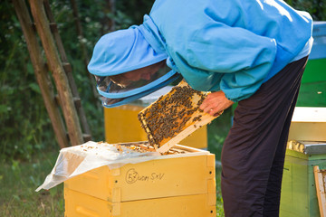 beekeeper inspects frame with queen cells on apiary. Private apiary, beekeeping business.